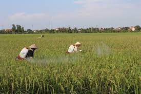 Bình Giang tập trung chỉ đạo phòng trừ sâu bệnh bảo vệ lúa mùa